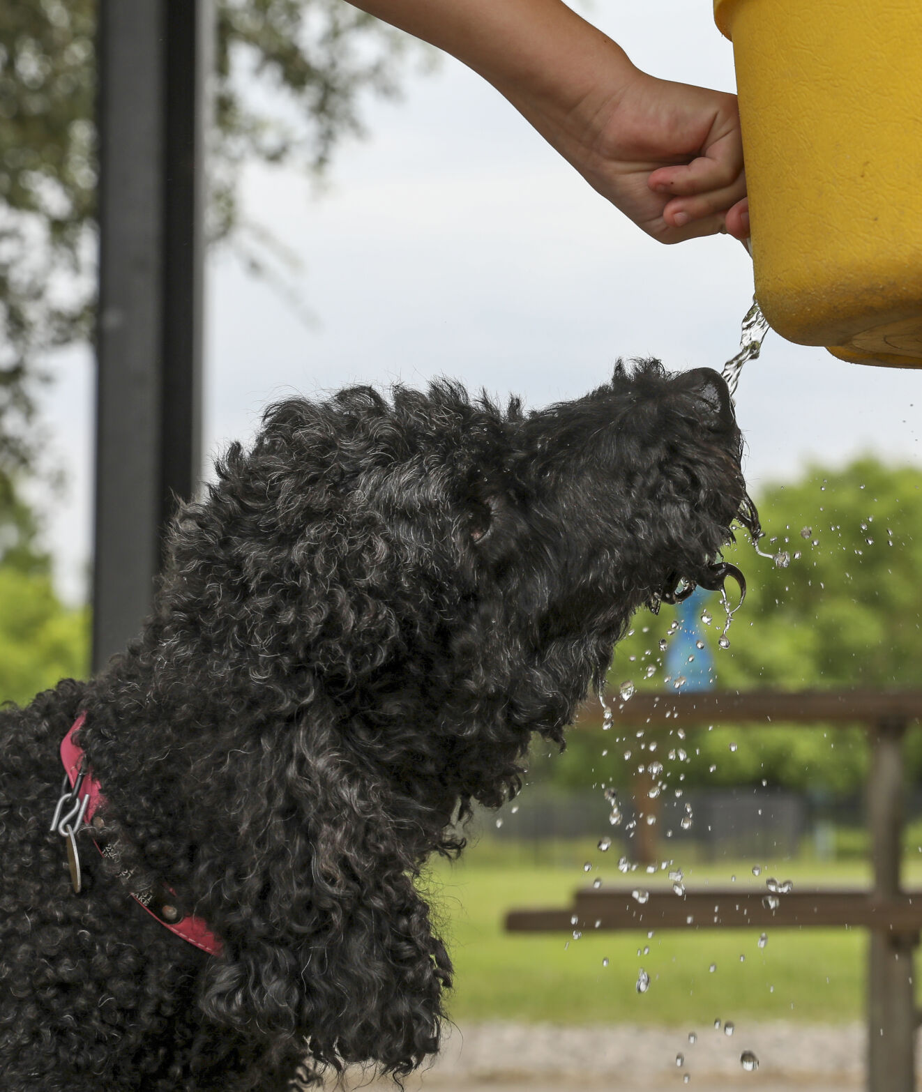 BR.wilddogpark.adv 02 mw.JPG